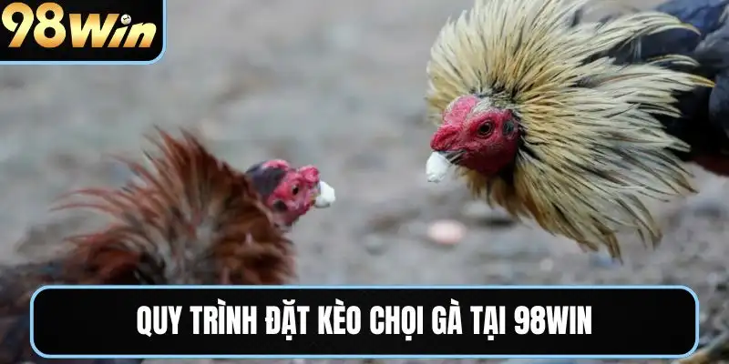 Quy trình đặt kèo chọi gà tại 98WIN